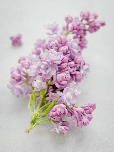 Pink Flower Arrangement