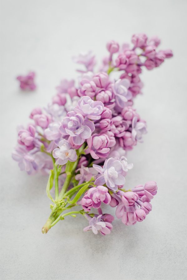 Pink Flower Arrangement